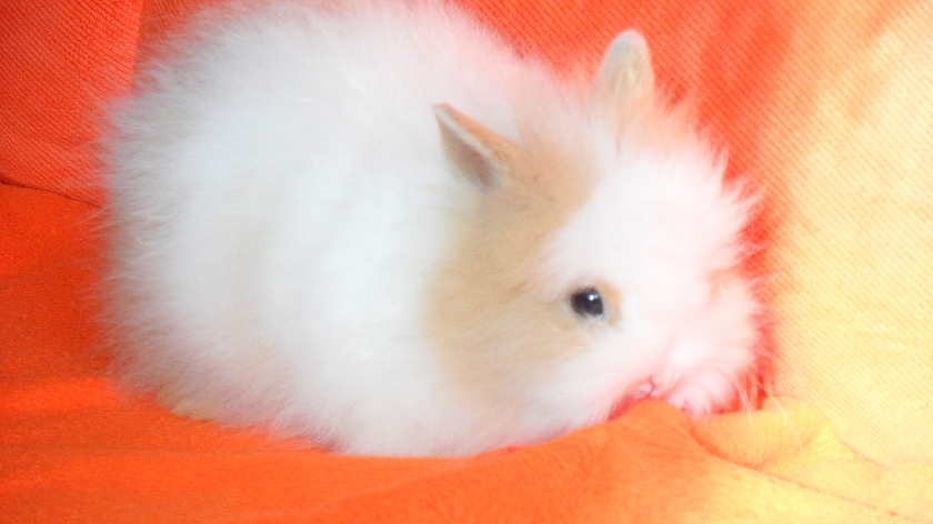 tedík