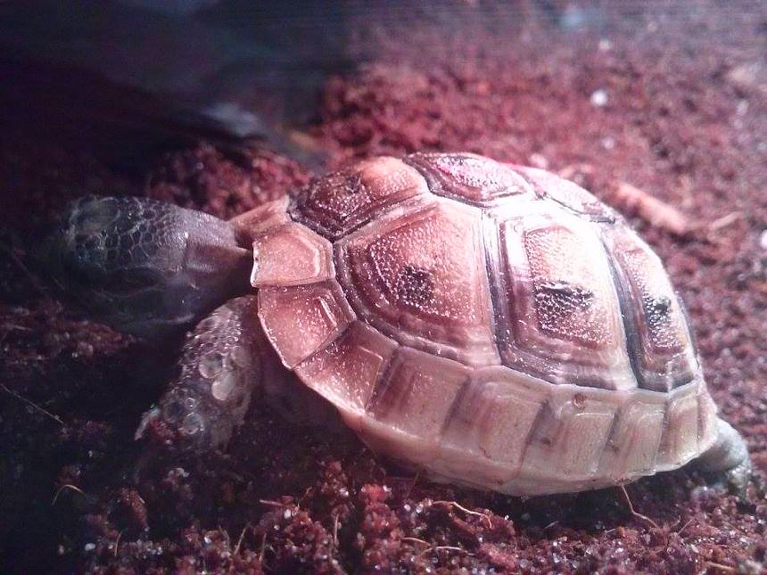 5 MESICNI ZELVICKA