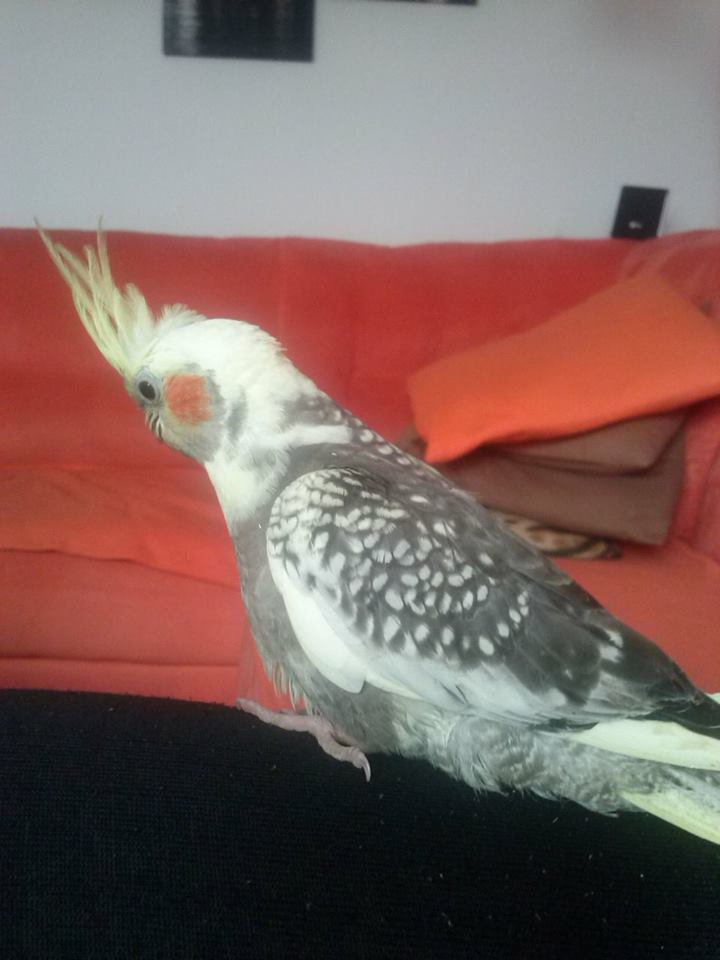 PEPPI1