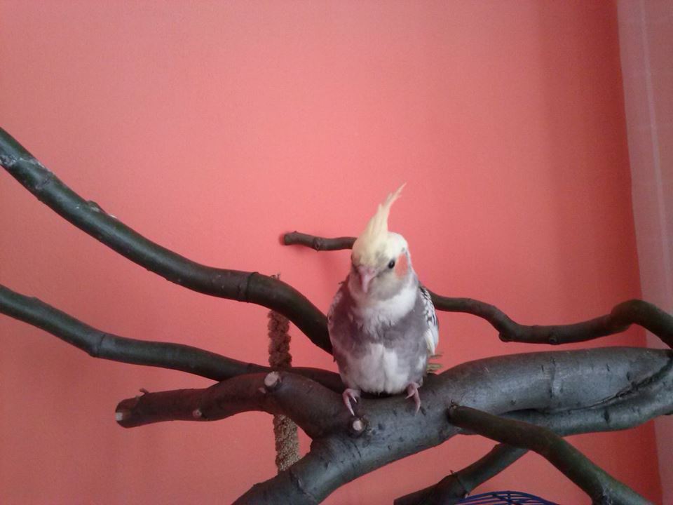 PEPPI4