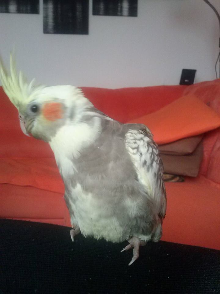 PEPPI2
