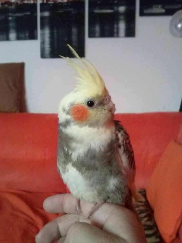 PEPPI5