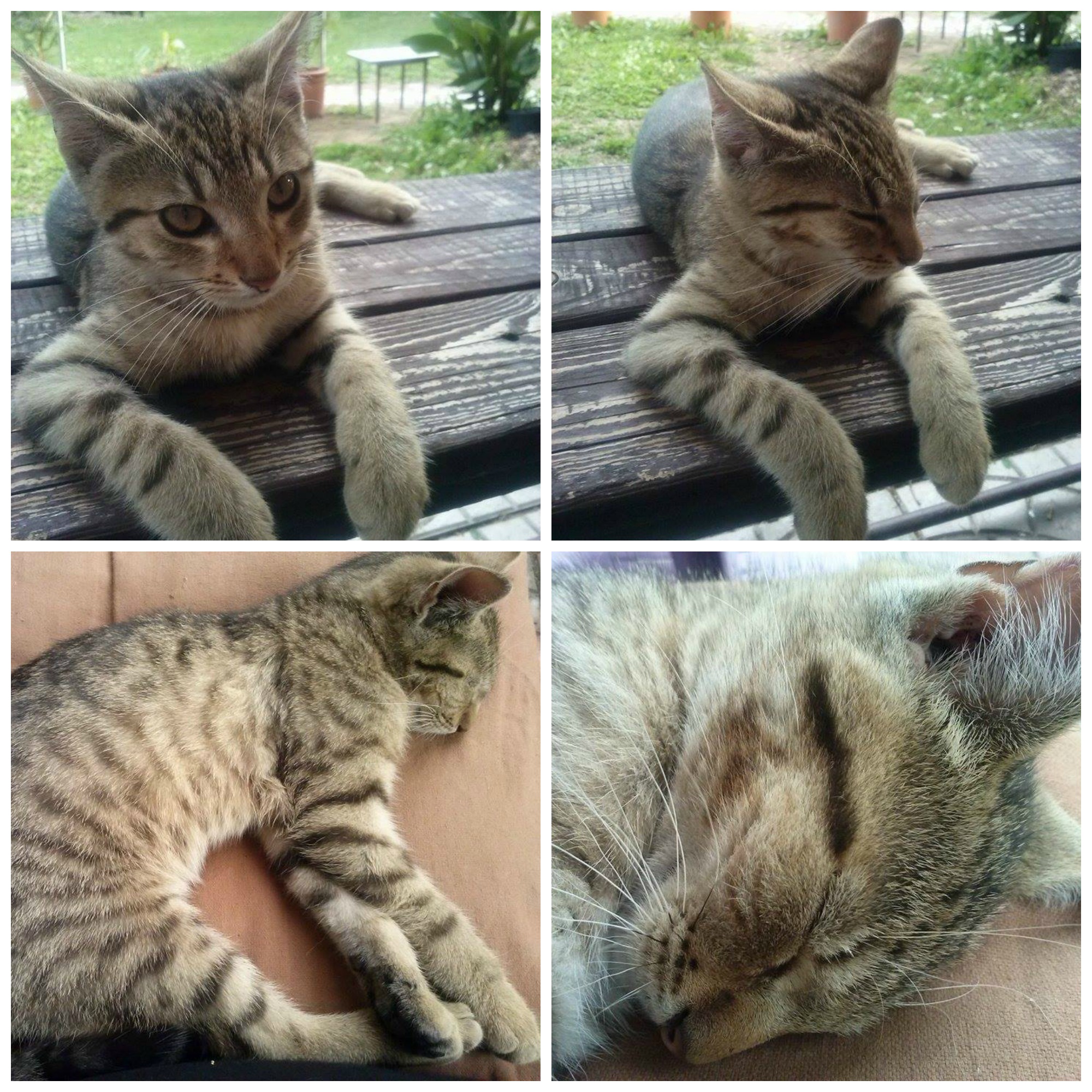 PicMonkey Collage