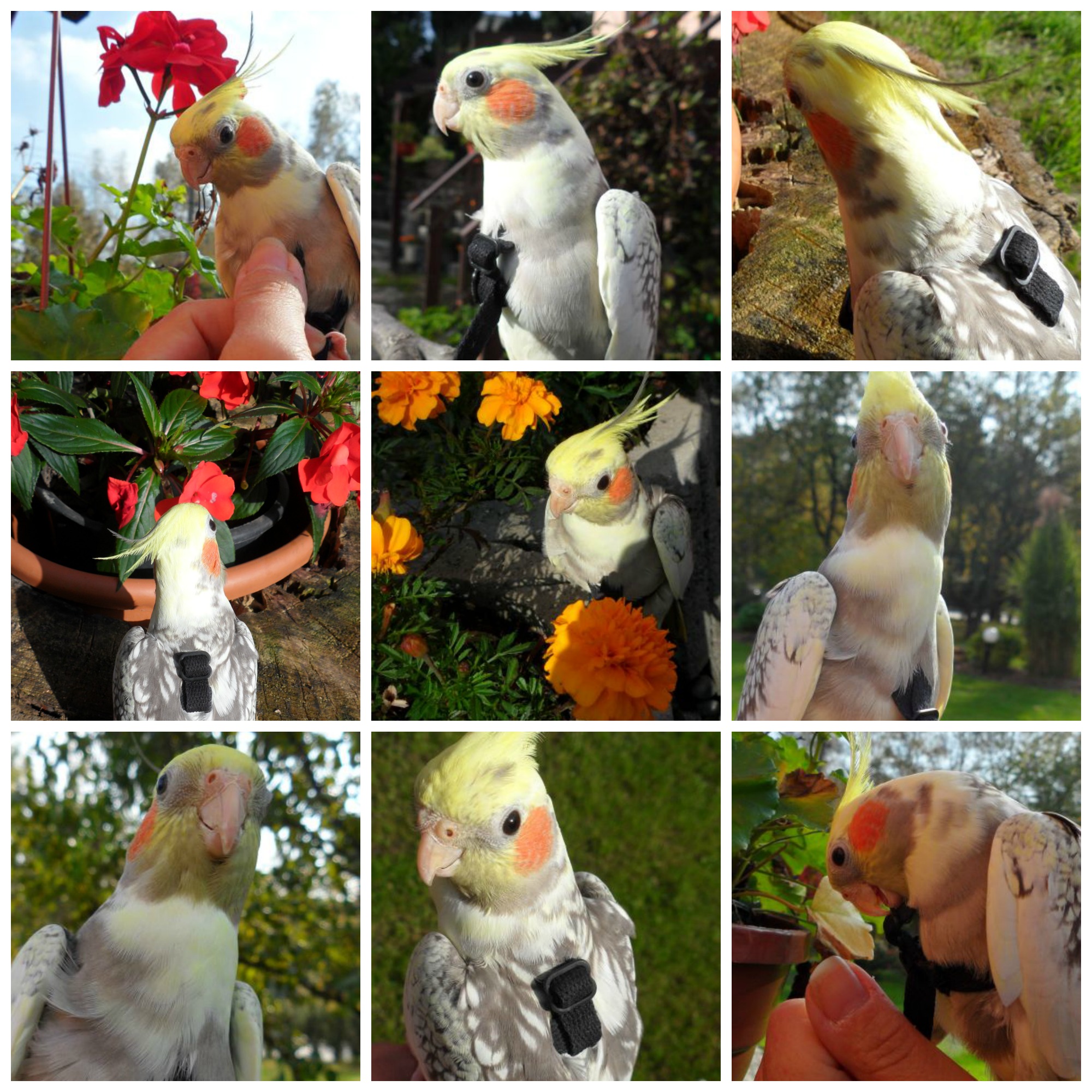pipinka podruhé
