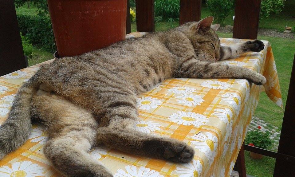 miki1
