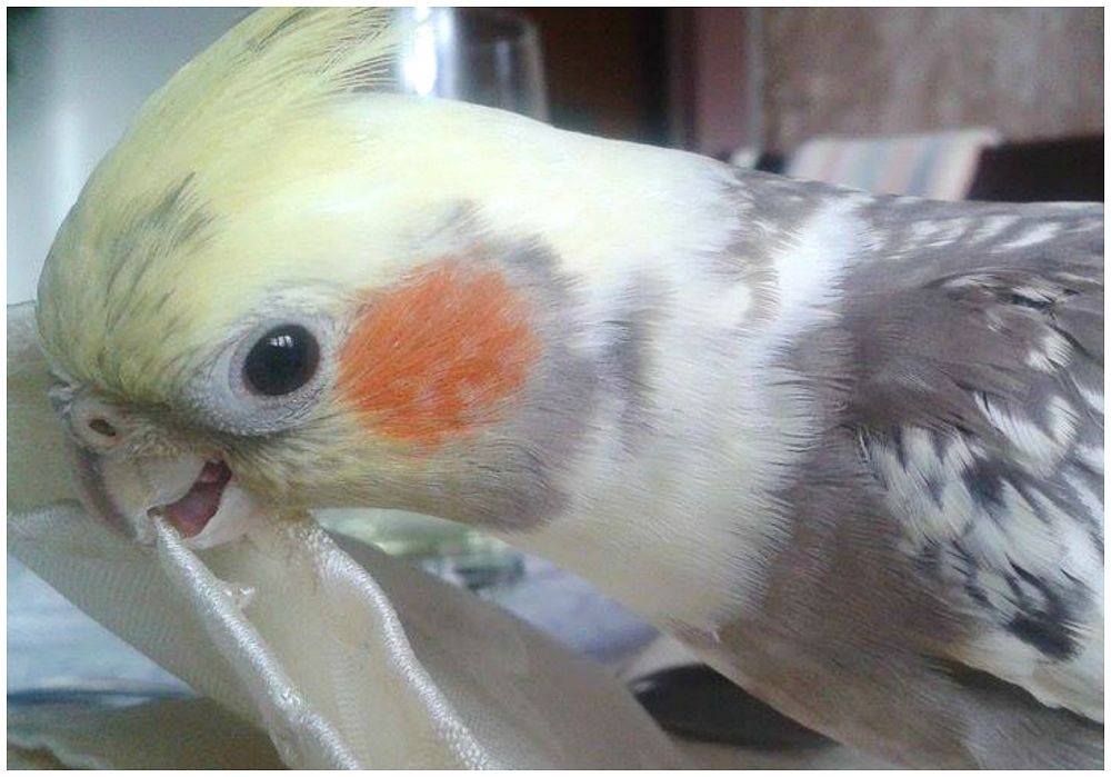 PEPPI