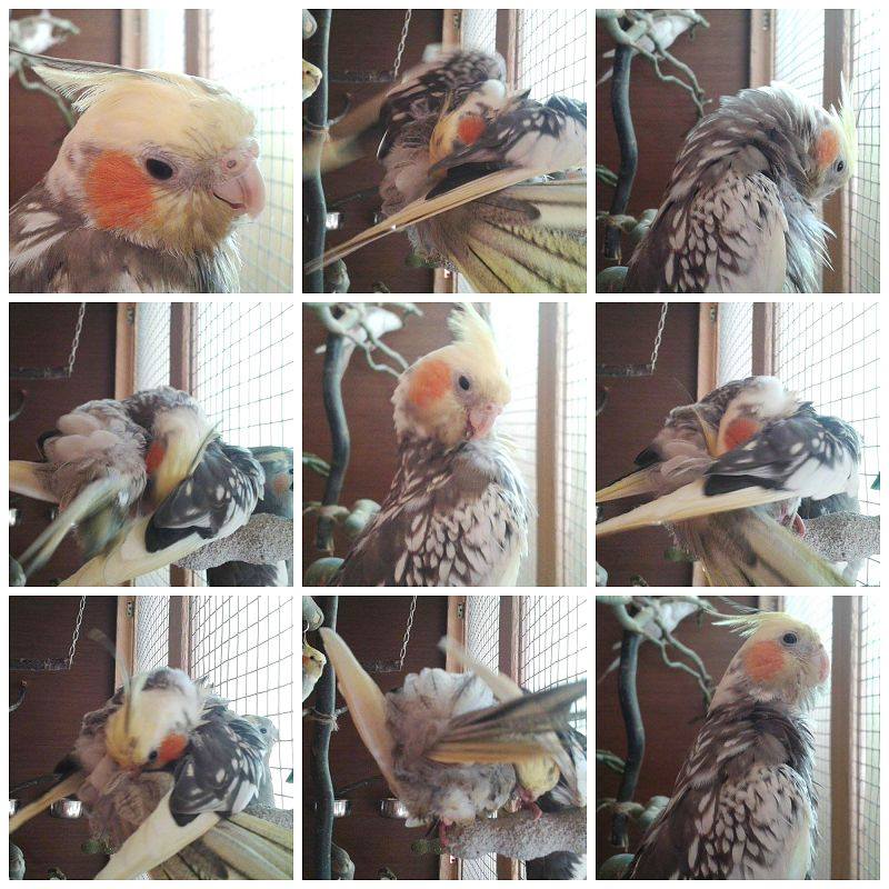 Peppi1