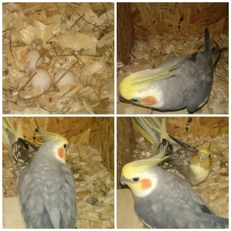 10931263_770781686290640_5026626754096403087_n